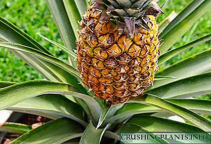 Wësst Dir wéi eng Zorten a Sorten Ananas an der Natur existéieren?