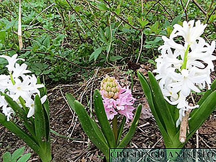 An bhfuil a fhios agat cathain is gá duit hyacinths a thochailt tar éis bláthanna?