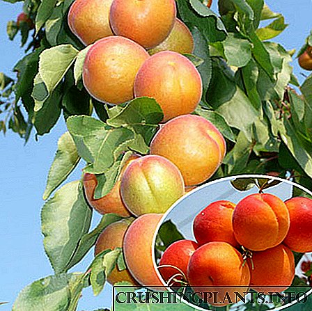 Apricot ທີ່ມີຮູບຊົງເປັນຖັນ - ລັກສະນະທົ່ວໄປແລະແນວພັນທີ່ ເໝາະ ສົມ ສຳ ລັບພາກພື້ນມອດໂກ