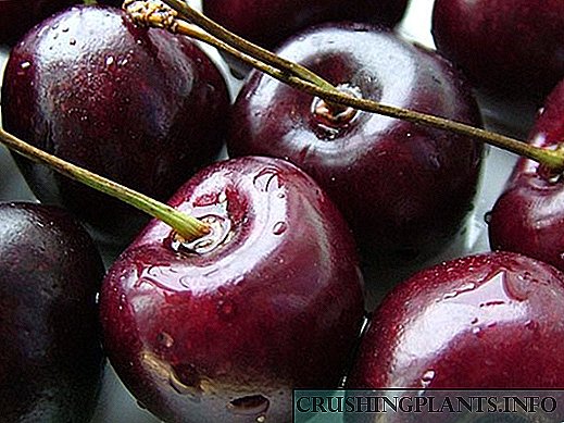 Agrotechnics domin namo cherries iri Ovstuzhenka