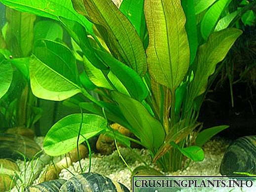 Lemongrass nke osisi Aquarium: atụmatụ nke ịkụ na nlekọta
