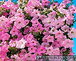 Ampelic petunia - сұлулық пен сүйкімділік сарқырамасы