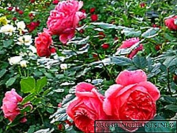 Engelse rose - plant en versorg