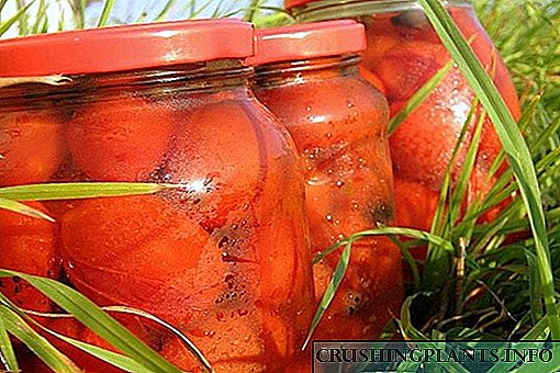 گوجه فرنگی اشتها آور در آب سیب - یک غذای غیر معمول