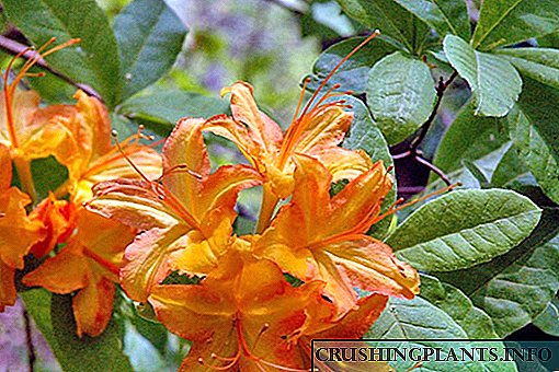 Azalea цэцэрлэг: арчилгаа, тарих онцлог