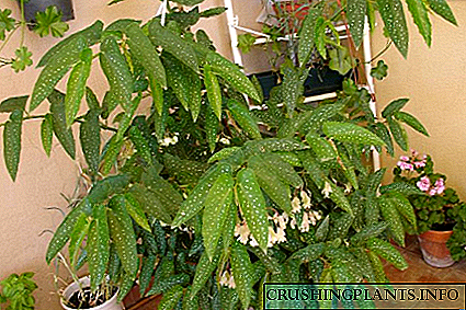 Sponia ya begonia begonia maculata
