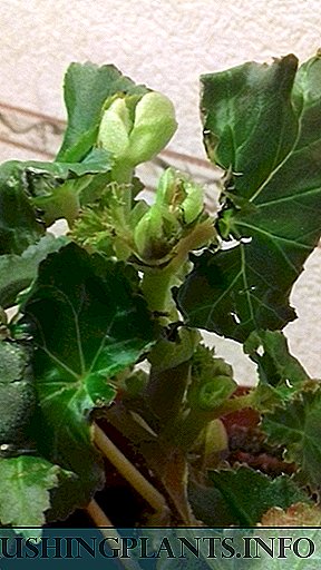 Begonia Elatior: Nga waahanga nui o te Mahere Whakatupu