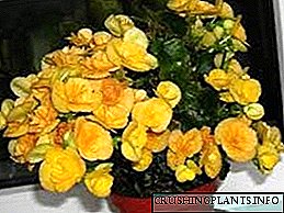 Begonia Elator