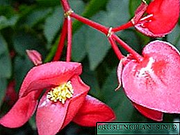 Begonia njero ruangan - perawatan lan penanaman