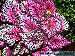 رائل بیگونیا - ایک پھول میں رنگوں کا بکھرنا