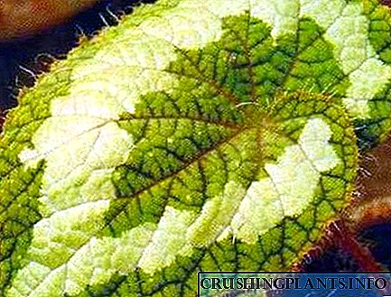 Begonia Rex - uyni bezatish
