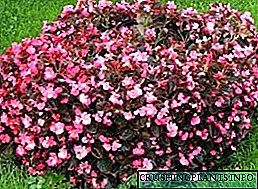 Begonia gardd - plannu a gofal