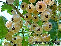 Whitecurrant - loj hlob noj qab haus huv thiab qab berries rau koj lub xaib