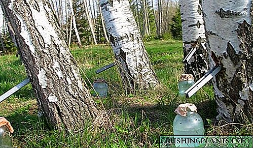 Birch succum beneficio noceat potus naturalis