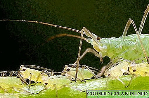 ਨਾਸ਼ਪਾਤੀ 'ਤੇ ਘਿਣਾਉਣੀ aphids - ਕੀ ਕਾਰਵਾਈ ਕਰਨ ਲਈ?