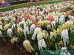 Hyacinths aromatik: mbjellje dhe kujdes në terren të hapur