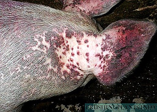 Еризипелите свињи се опасни не само за животните