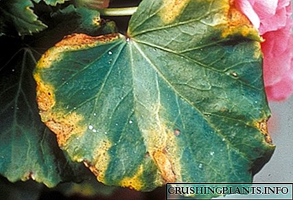 Nexweşiyên Begonia, dermankirina wan