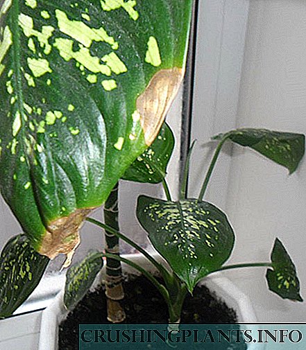 Dieffenbachia-siektes: hoe om tropiese skoonheid te help