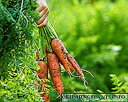 Болести и контрола на моркови