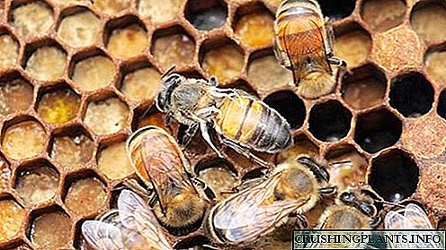 مکھی کے امراض: علامات ، علاج کے ل drugs دوائیں اور حفاظتی اقدامات۔