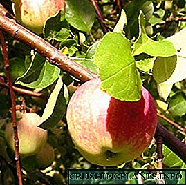 ვაშლის ხეების დაავადებები ფოტოში და მათი მკურნალობის მეთოდები