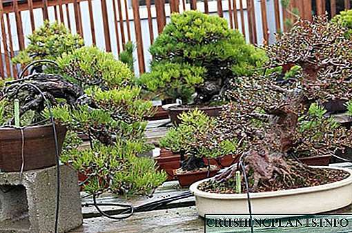 Bonsai - တစ်ဦးတစ်ဗန်းအပေါ်သစ်ပင်: အိမ်တွင်အထူးစောင့်ရှောက်ခြင်းနှင့်စိုက်ပျိုးခြင်း