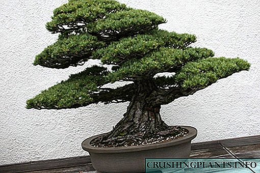 I-Bonsai pine - ubuciko bezihlahla ezihlukile