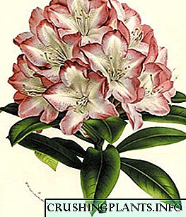 Charmante blom en uitdagende azalea-karakter