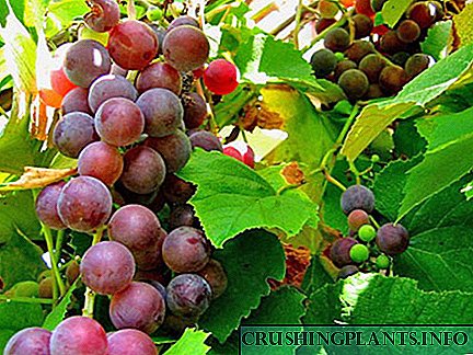 Како и како да се третираат болести на грозје?