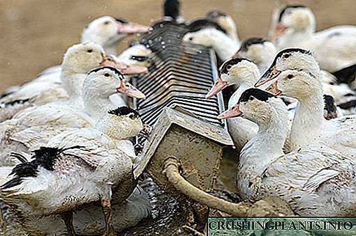 تغذیه اردک: ویژگی های رژیم غذایی در خانه