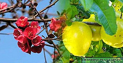 Ano ang paggamit ng hilagang lemon (Japanese quince)