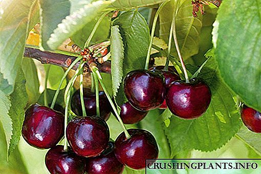 Cherry Yput - isang iba't ibang mga maagang pagkahinog