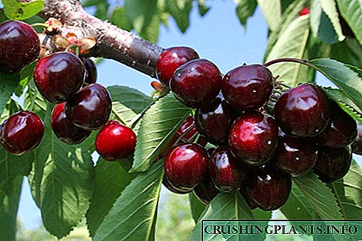 Cherry Revna: тавсифи гуногун, нигоҳубини акс ва зироат