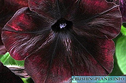 Black Beauty Petunia Debonair Silín Dubh