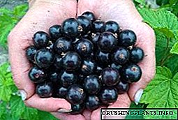 Grosella negra - variedades para xardinería