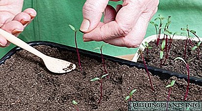 Wat maache wann Rüben seedlings ausgestreckt sinn