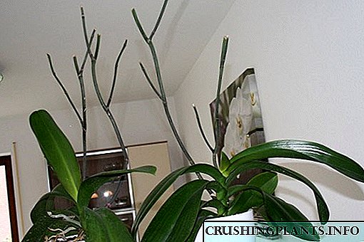 Gullarni orkide tugatgandan keyin o'q bilan nima qilish kerak?
