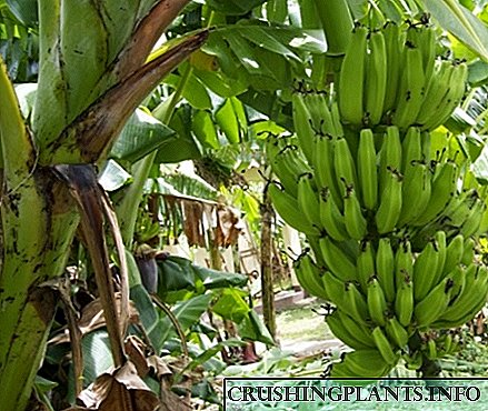 Sing kita ngerti babagan pisang minangka budaya: fitur pertumbuhan lan woh