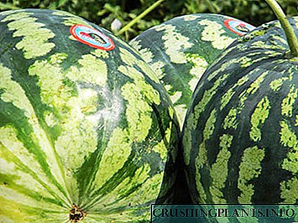 ስለ Astrakhan watermelons ምን እናውቃለን?