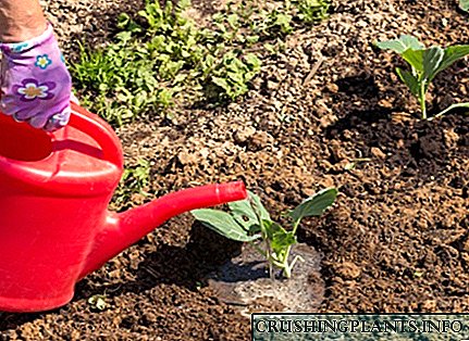 Што треба да знаете за наводнување садници од зелка по садењето во земјата?