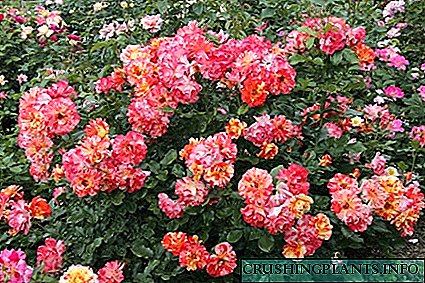 Ayini ama-polyanthus roses?
