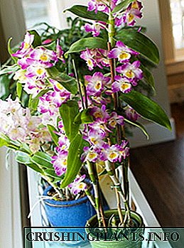 Al orkideo Dendrobium kontenta pri florado, lernu zorgi pri ĝi