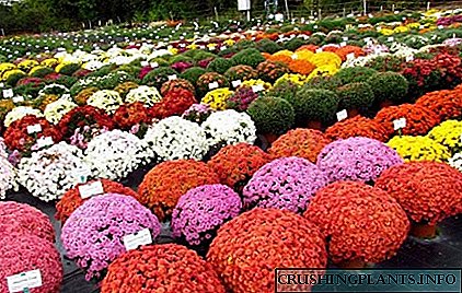 ყვავილების ბურთები ან ჩინური სფერული ქრიზანთემა