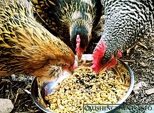بیایید دریابیم که چگونه مرغهای تخمگذار را تغذیه کنیم تا آنها سریعتر شتاب بزنند