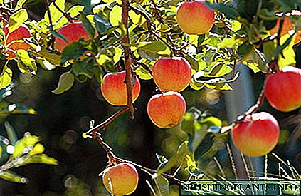 Doznajmo kako posaditi stablo jabuke ljeti.