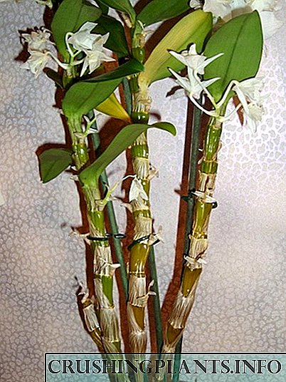 Dendrobium Nobile ለብሷል-በሚቀጥለው ኦርኪድ ላይ ምን እንደሚደረግ ፡፡