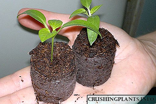 Para cultivar boas mudas, empregamos substrato de coco