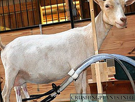 Mesin kambing susu dibébaskeun waktos, janten damel langkung gampang