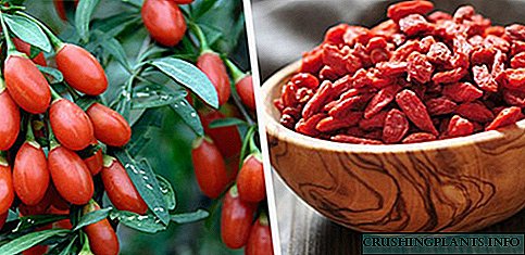 Eżotiku aċċessibbli għall-ġonna tiegħek - goji berry